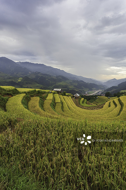 越南颜白木仓柴雨季的绿色梯田图片素材