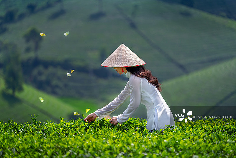 在越南的绿茶田里，身着越南传统文化的亚洲妇女。图片素材