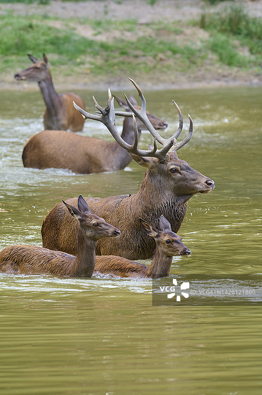 马鹿(cerus elaphus)，在发情季节有鹿群在水中的鹿图片素材