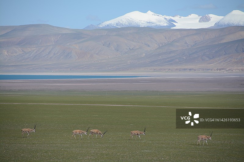 一群藏羚羊，在中国西藏的一个无人居住地区的野生动物图片素材
