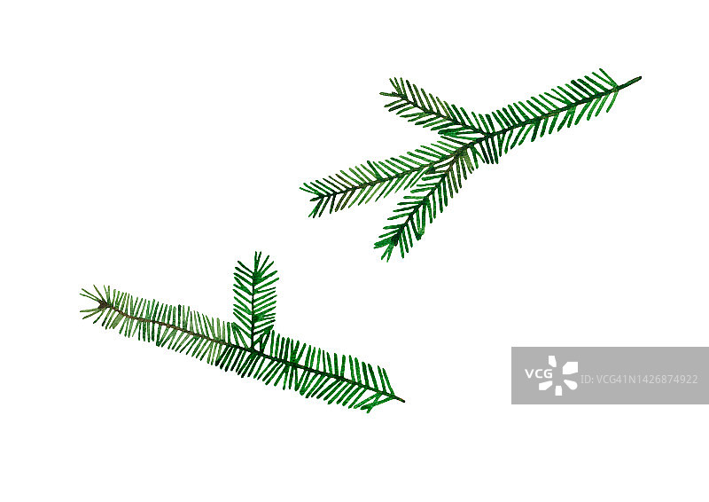 水彩手绘云杉圣诞树树枝插画。孤立的白色背景。冷杉,针叶树,松树。图片素材