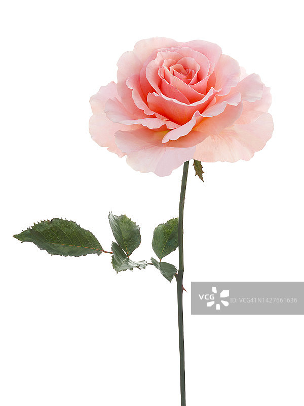 单瓣淡粉色玫瑰花，芳香，有茎和叶。图片素材