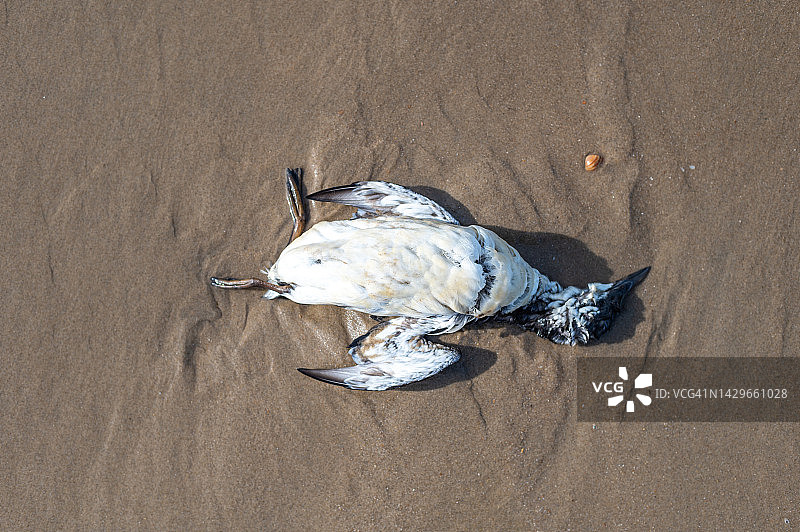 沙滩上的死鸟图片素材