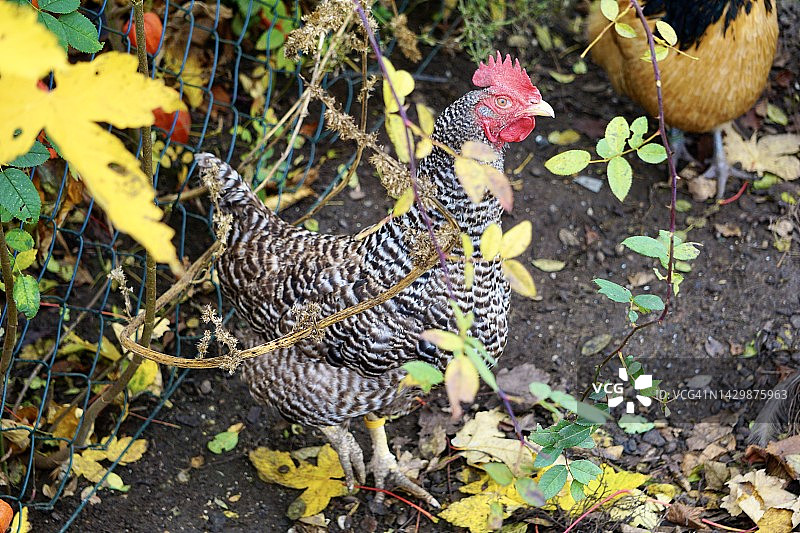 不同品种的鸡。秋天自制活鸡。色彩斑斓的鸡吃草。宠物是鸡。棕色、灰色和麻子的鸡。图片素材