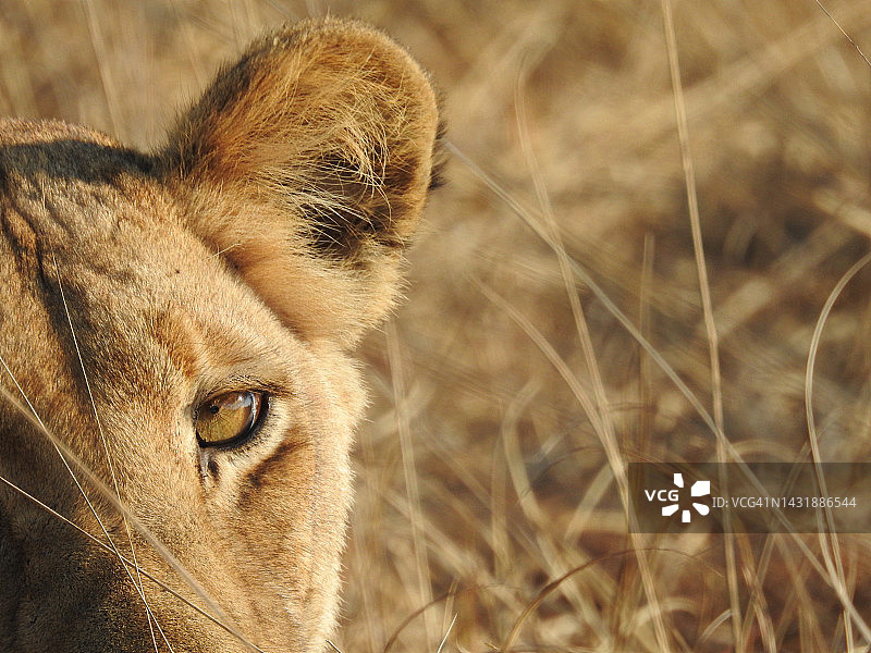 在草原上，年轻的卡菲狮直视着摄像机图片素材