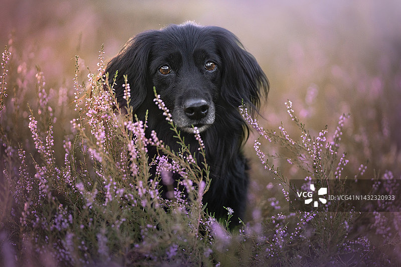 一头长毛黑色腊肠犬的肖像图片素材