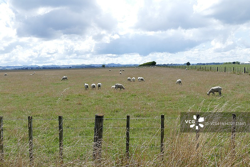 羊群在牧场的草地上吃草图片素材