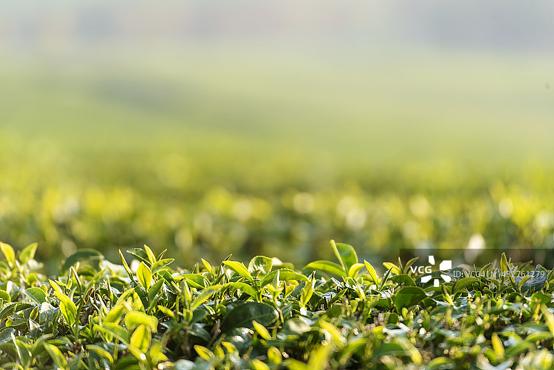 绿茶树叶田幼嫩芽草本绿茶树在茶树有机农场。近新鲜树茶园山绿色自然在草药农场植物背景早上图片素材