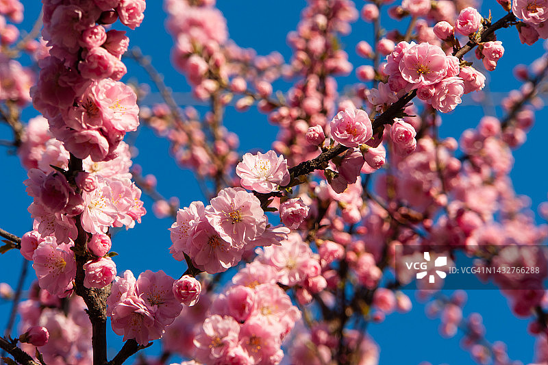 春天的樱花图片素材