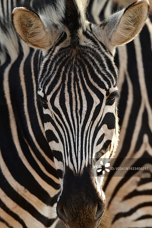 非洲野生斑马的肖像图片素材
