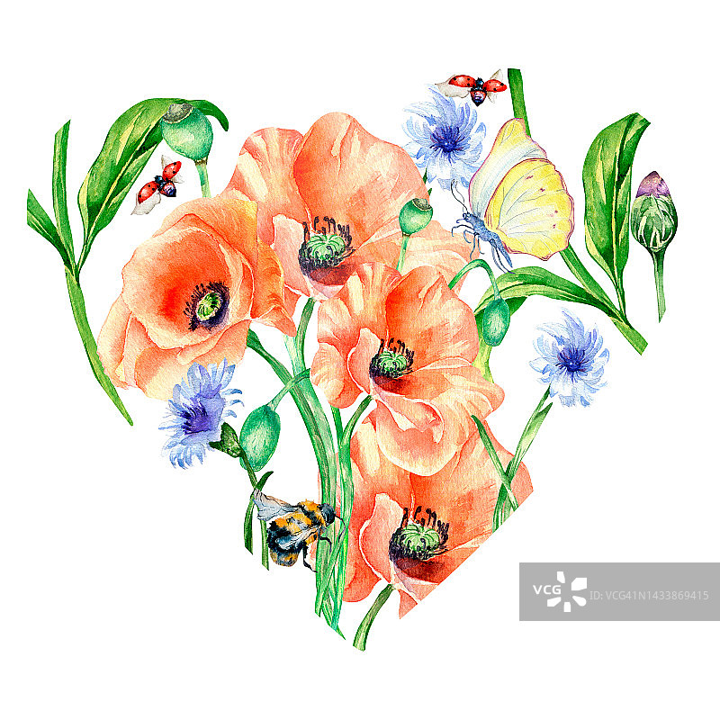 心形框架与昆虫和罂粟水彩插图在白色图片素材