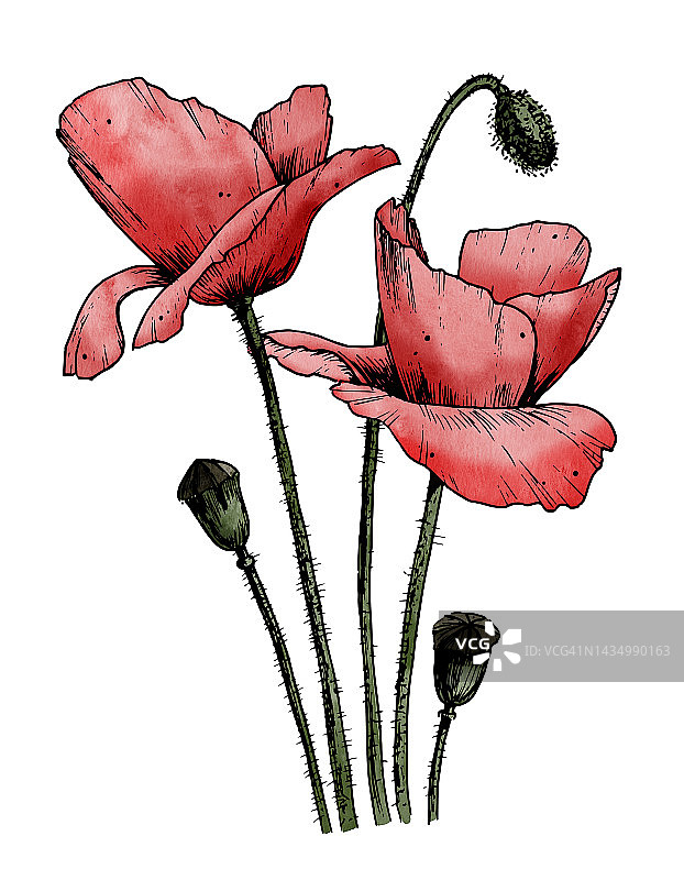 水彩红色罂粟花，黑色轮廓。手绘草图打印或标识。白色孤立背景上的花卉插图图片素材
