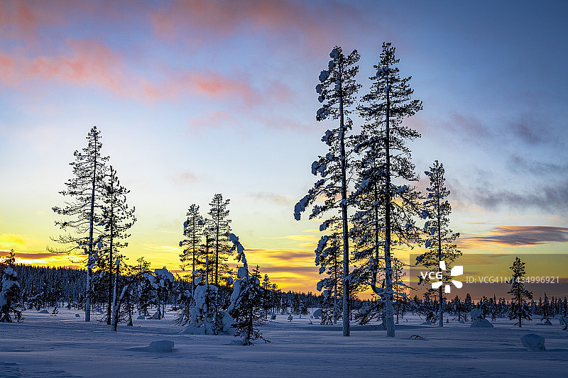 夕阳下冰雪覆盖的北极森林中的树木剪影图片素材