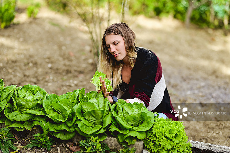 一位妇女在花园里收割新鲜的有机生菜。图片素材
