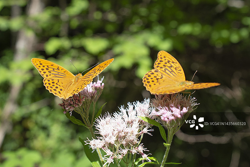 意大利拉齐奥，Monti Simbruini区域自然公园，Speyeria Aglaja蝴蝶在野花上休息。图片素材