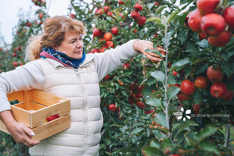 秋天，一位老妇人在果园里采摘有机红苹果图片素材