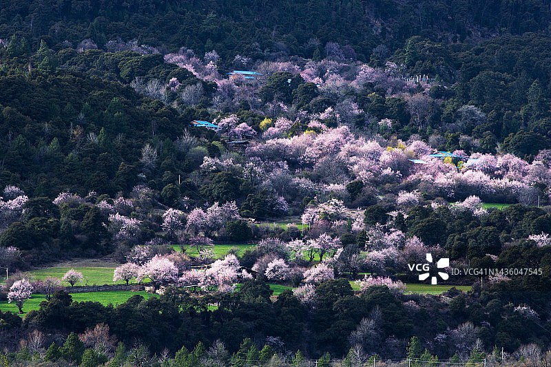 中国西藏林芝的春季桃花，是一道美丽的自然景观。图片素材