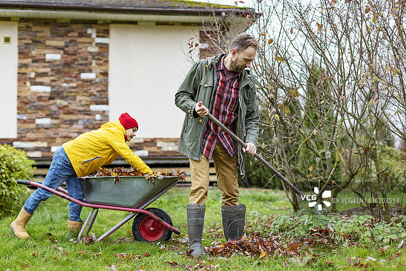 父亲和儿子用花园耙子和手推车清理秋天的树叶图片素材