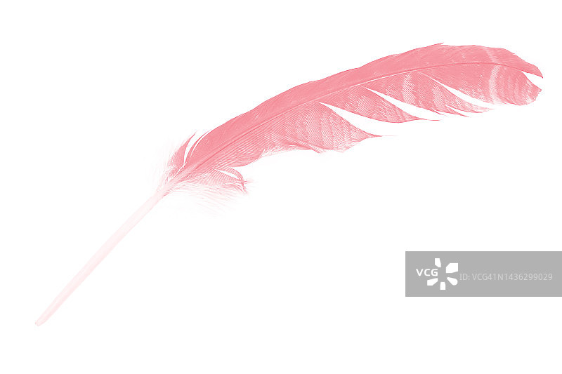 白色背景上孤立的粉红色羽毛图片素材