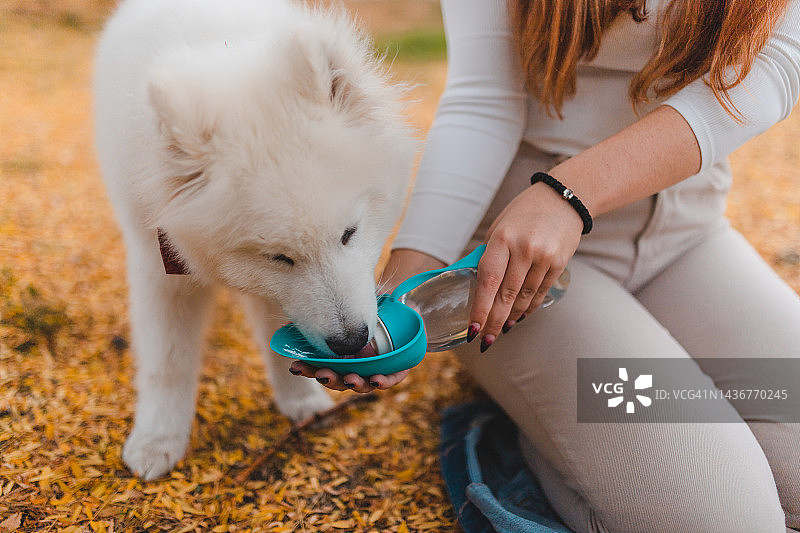 在公园里，一位年轻的女宠物主人给她的萨摩耶小狗喝水图片素材