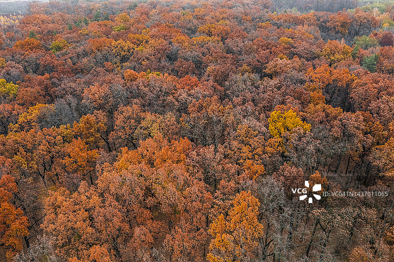 雾蒙蒙的黎明，秋天森林的鸟瞰图图片素材