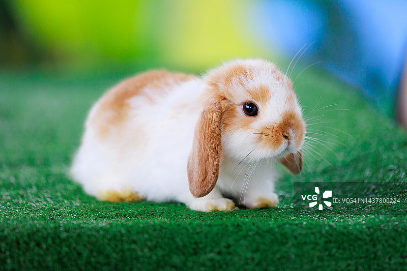 可爱的小兔子荷兰lop呆在人造绿草与绿色的自然背景。复活节的象征。图片素材