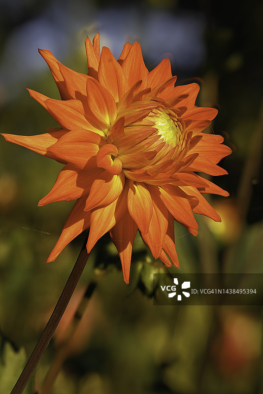 近距离观察一个大丽花与彩色的橙色和黄色的盛开与伟大的细节和图案创造的花瓣图片素材