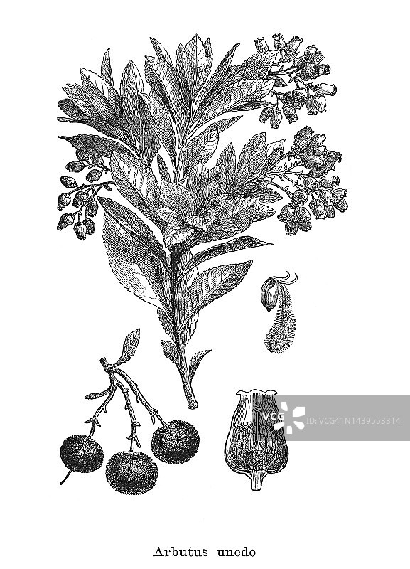 古老的植物雕刻插图-草莓树(Arbutus unedo)图片素材