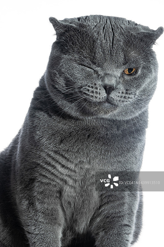 苏格兰灰折角猫图片素材