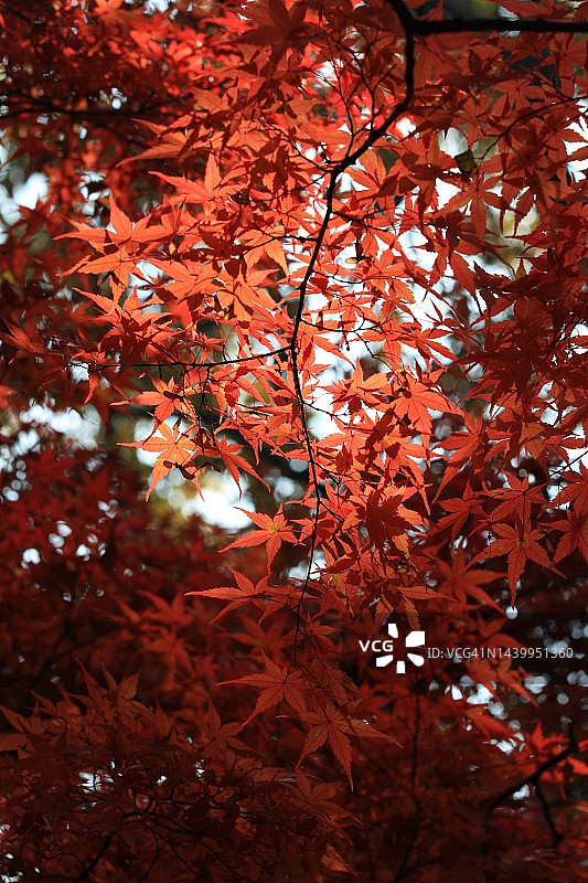 秋天红红的枫叶。图片素材
