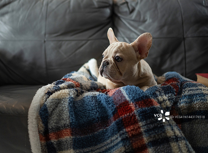一只法国斗牛犬小狗躺在沙发上，上面盖着毯子图片素材