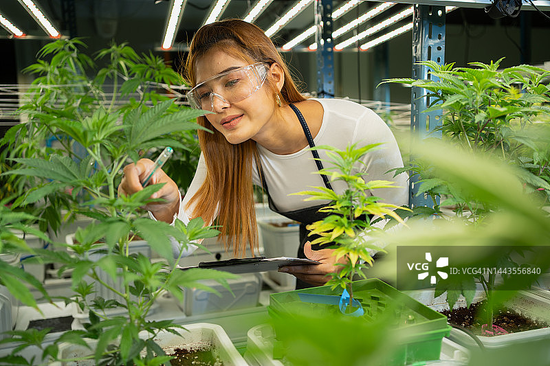 一名妇女在大麻农场种植大麻。图片素材
