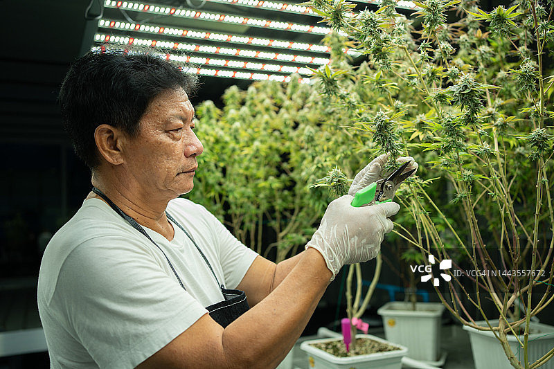 一名男子在大麻农场种植大麻。图片素材
