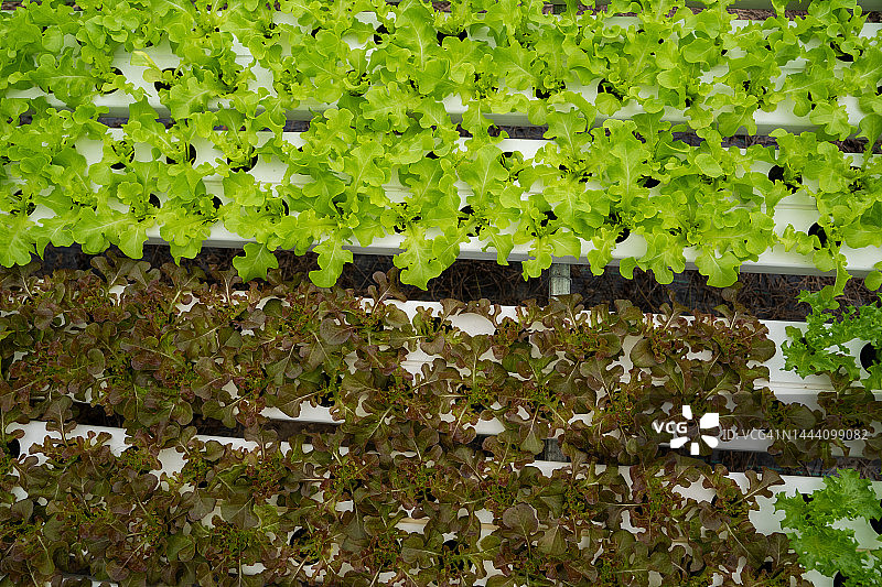 高品质温室水培蔬菜农场。图片素材