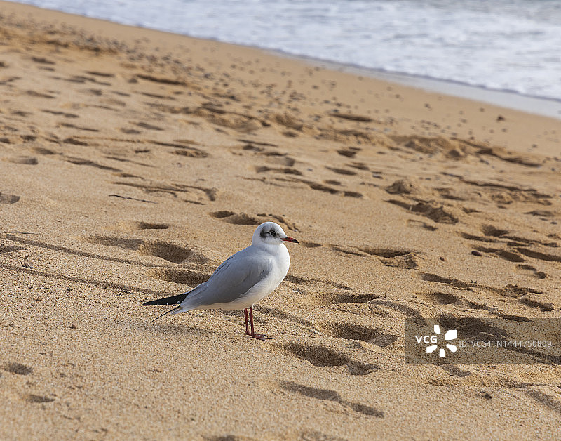 海滩上的小海鸥图片素材