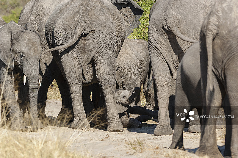 大象宝宝在大人的保护下图片素材