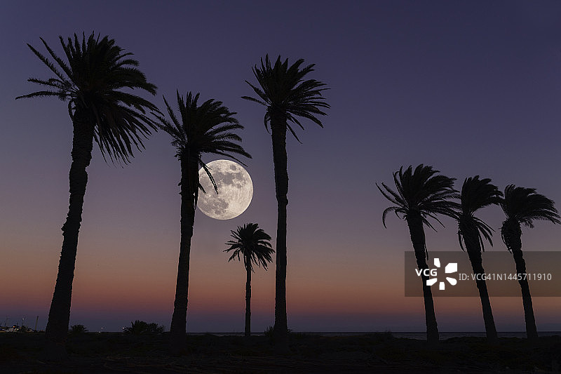 在西班牙加那利群岛大加那利岛的罗默拉尔城堡，黄昏时七棵棕榈树剪影后的满月图片素材