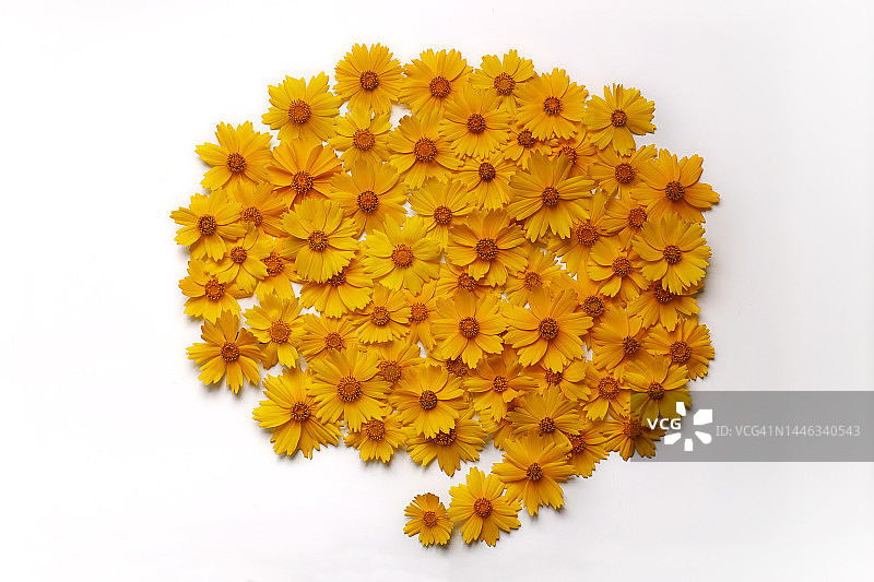 花，野花，金色金毛菊，黄色，顶角，直接顶角，语音气泡，静物，无人图片素材