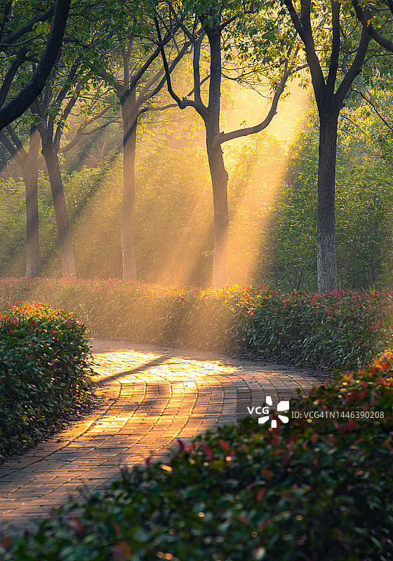 清晨，阳光透过树叶照射在树林里的小路上图片素材