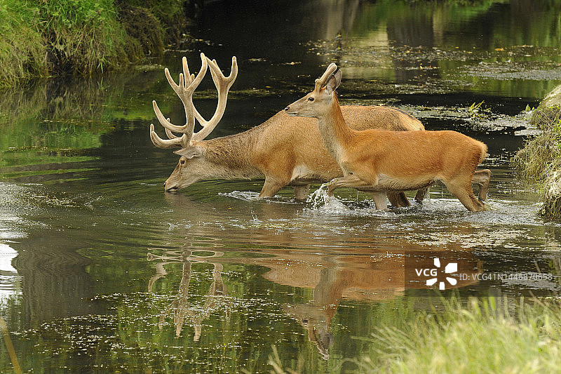 英国伦敦里士满公园，一群马鹿在小溪中饮水降温的特写照片图片素材