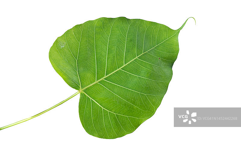心形叶子热带雨林叶子植物自然孤立在白色背景。图片素材
