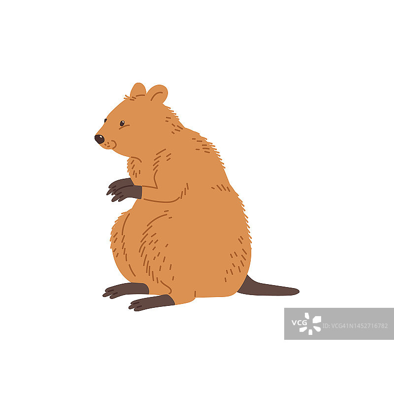 可爱可爱的澳洲短尾矮袋鼠动物平面矢量插画孤立。图片素材
