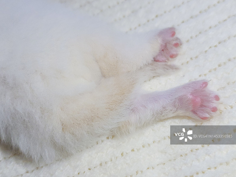 新生猫的嫩爪和尾巴图片素材