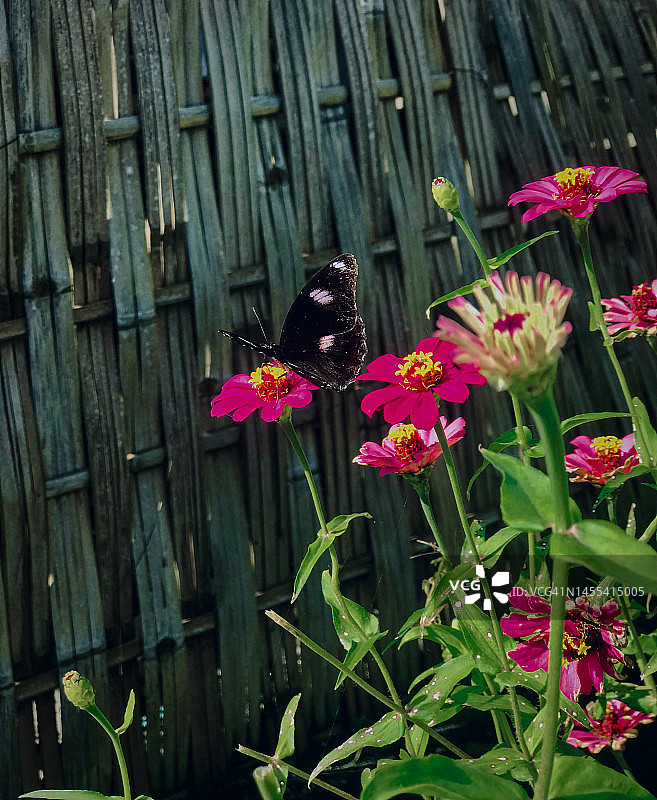 蝴蝶正在吸花上的花蜜图片素材