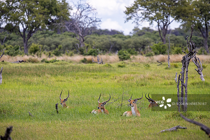 湿地里的一群雄性红羚图片素材