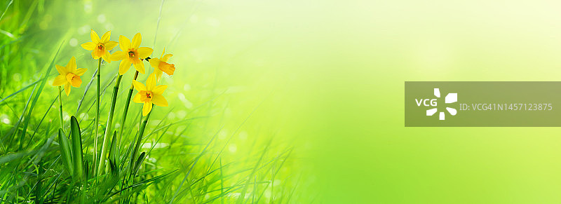 田园诗般的春天草地与水仙花在阳光孤立在抽象的绿色背景横幅与复制空间图片素材