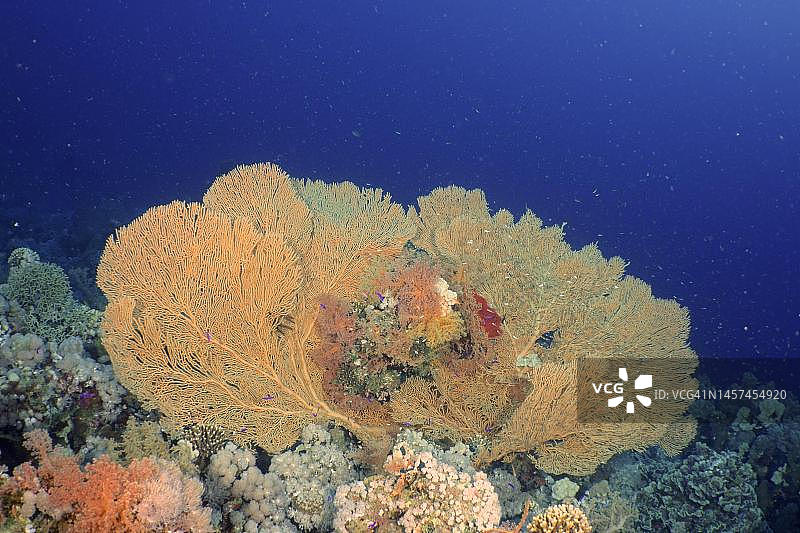巨型海扇(Annella mollis)。潜水地点蒂朗海峡，西奈，埃及，红海图片素材