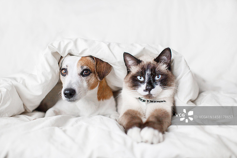 狗和猫在白色毯子下图片素材