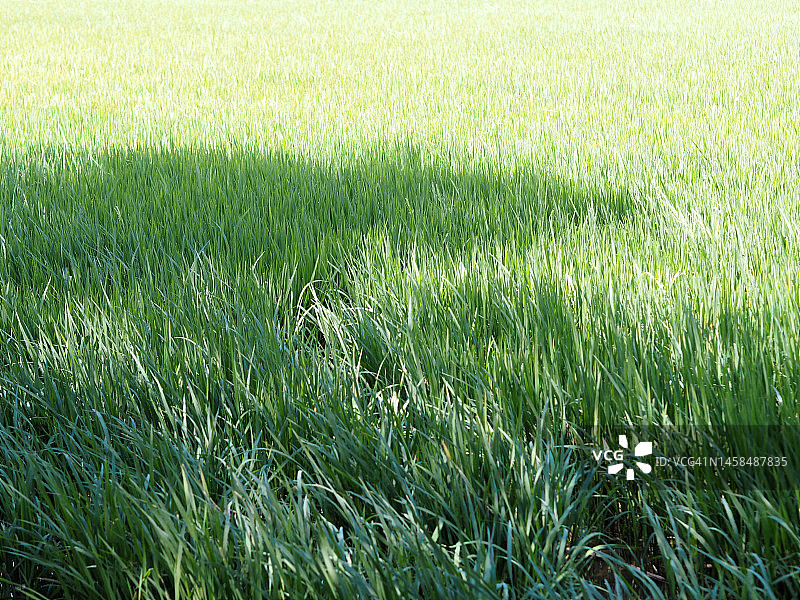 绿色的稻田在田间种植，茉莉花在灌木树上浑浊的天空的自然背景图片素材