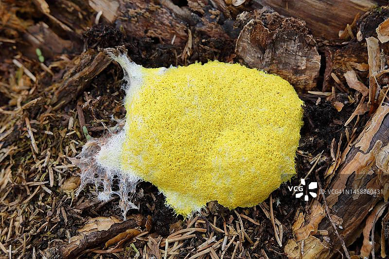 狗呕吐黏菌(Fuligo septica)，巫婆黄油，树桩上的黄色泡沫子实体，威尔斯多夫，北莱茵-威斯特伐利亚，德国图片素材